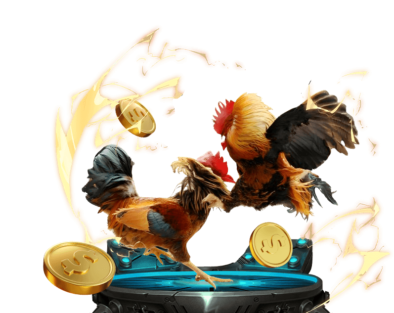 Hình ảnh gà tre đang chuẩn bị đá